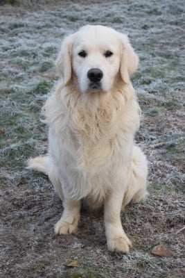 Étalon Golden Retriever - goldheaven Victim-of-success