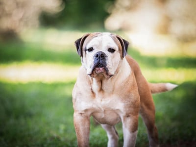 Étalon Bulldog continental - Unessy Des Brumes Du Luberon