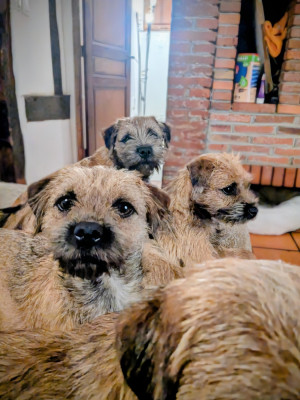 Étalon Border Terrier - Angel lovely d'Hixa's Stories