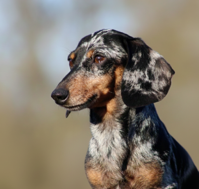 Étalon Teckel poil ras - baltiyskiy talisman renaissance rené