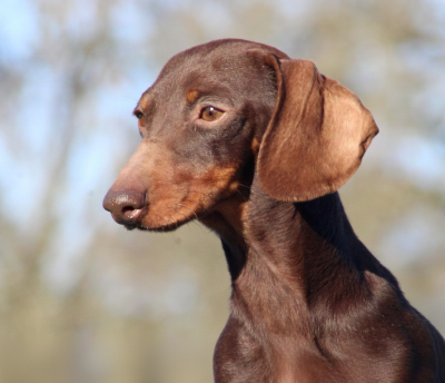 Étalon Teckel poil ras - Vol o vent de l'air salin