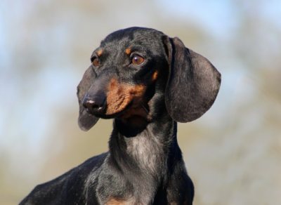 Étalon Teckel poil ras - Vénus de l'air salin