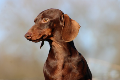 Étalon Teckel poil ras - Vole petite plume de l'air salin