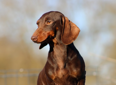 Étalon Teckel poil ras - Voltige de l'air salin