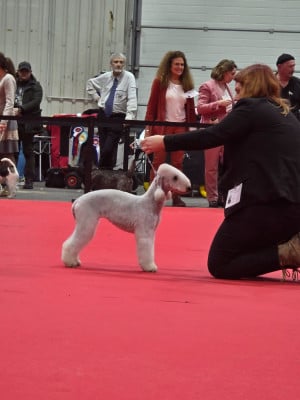 Étalon Bedlington Terrier - Tales Of Suspense Venom-of-basilisk