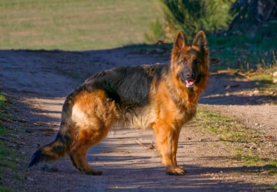 Étalon Berger Allemand Poil Long - CH. Urfee Des Gardiens Du Chalet
