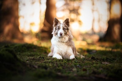 Étalon Border Collie - Sidney of Xémiris Titre Initial