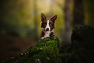 Étalon Border Collie - V'taliyah Of Xemiris