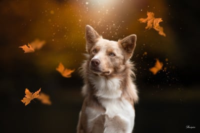 Étalon Border Collie - life by grace Dash