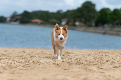 Étalon Border Collie - V'joe Of Xemiris