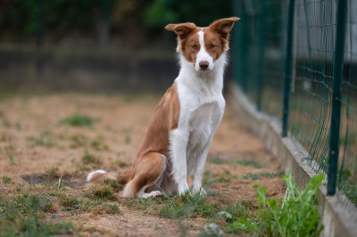 Étalon Border Collie - V'kosmo Of Xemiris