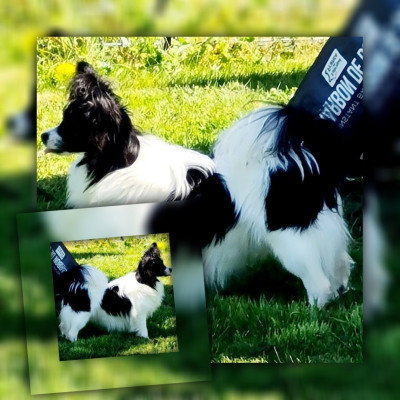 Étalon Epagneul nain Continental (Papillon) - Vista (Sans Affixe)