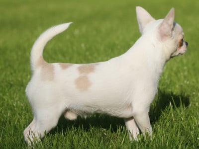 James bond somnium stella