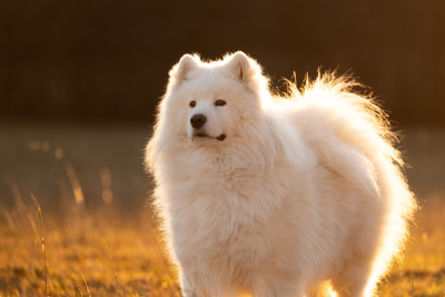 Étalon Samoyède - Tesoro mio du chemin de la belle etoile