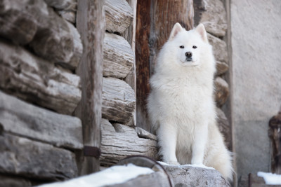 Étalon Samoyède - Valdis bel ochka Des Noces De Coton