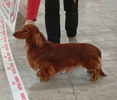 Étalon Teckel poil long - Albert Des coeurs d'alène