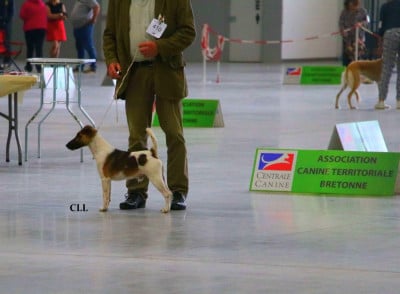 Étalon Fox Terrier Poil lisse - Tréo fall de kernanouet