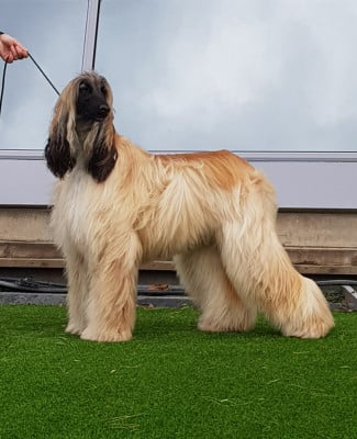 Étalon Levrier afghan - Voltige valencia quercy De koulangar