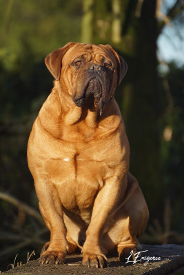 Étalon Dogue de Bordeaux - Pelochon de l'exigence