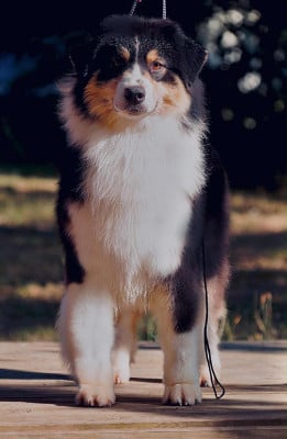 Étalon Berger Australien - Shine Ever Un dernier clone