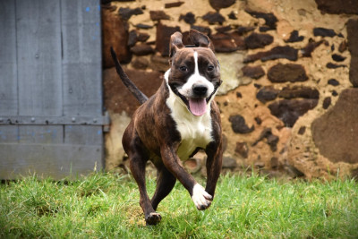 Étalon American Staffordshire Terrier - Lechis Vibes of sindelar