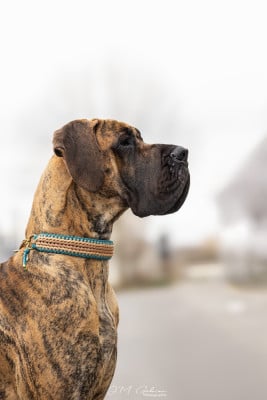 Étalon Dogue allemand - CH. Des Gardiennes De Reves Xilou dit violette