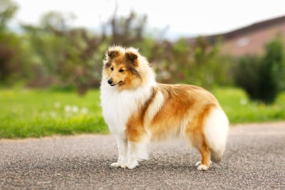 Étalon Shetland Sheepdog - Blue witch Touch the sky