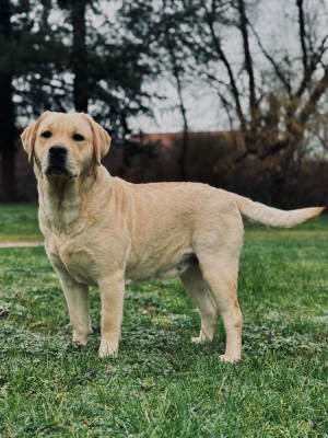Étalon Labrador Retriever - Una Des Yeux Doux