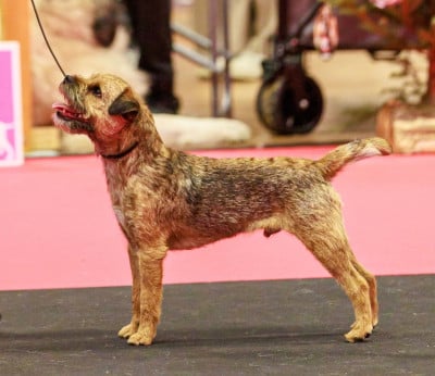 Étalon Border Terrier - CH. Borderbobs Vinney jones