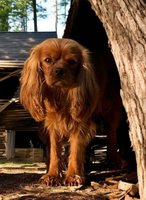 Étalon Cavalier King Charles Spaniel - Vanda Du Rougaillou