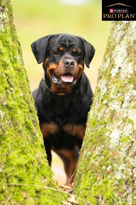 Étalon Rottweiler - Victory De La Légende D’Hestia