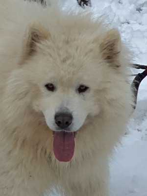 Étalon Samoyède - Phoenix (Sans Affixe)