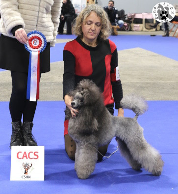 Étalon Caniche - CH. UN AIR 2 ROCK The beautiful grey of marysa