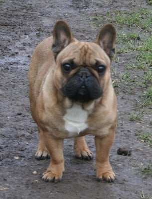 Étalon Bouledogue français - Voltaire Stocky Family
