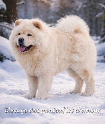 Étalon Chow Chow - Peabody des leetchy d'oska