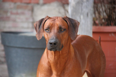 Étalon Rhodesian Ridgeback - Vijaya Des Plaines Du Mont Moret
