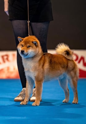 Étalon Shiba - Viktor glorious evolution Shingeki No Inu