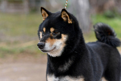 Étalon Shiba - CH. kingiku Fukushouryuunananishiki