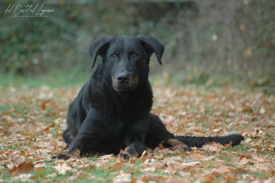 Étalon Berger de Beauce - Roxane Des Gardiens De Provence