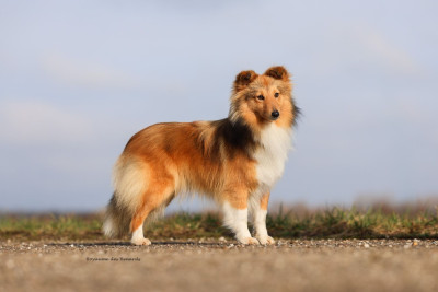 Étalon Shetland Sheepdog - Akela - after all this time Du Royaume Des Renards