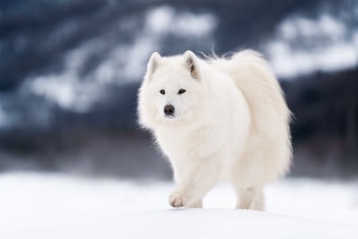 Étalon Samoyède - Santa maria Des Noces De Coton