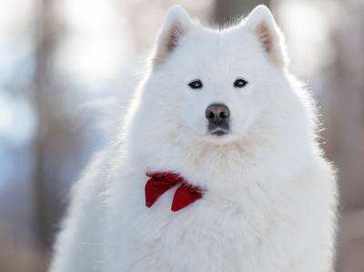 Étalon Samoyède - Serra bella Des Noces De Coton