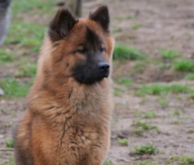 Étalon Eurasier - Vaishakhi De Play Of Fire