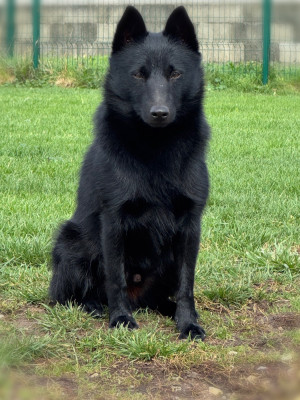 Étalon Schipperke - Valmont du Mas de Valaurine