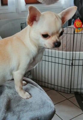 Étalon Chihuahua - Vanilla Du Moulin Des Petits Gringos