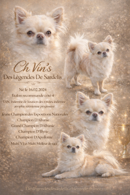Étalon Chihuahua - CH. Vin's Des Légendes De Sardelis