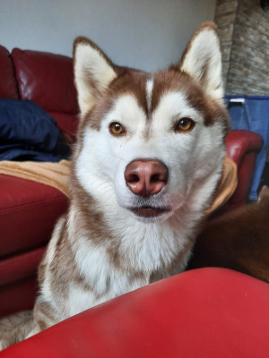 Étalon Siberian Husky - Uska Des Petits Loups Polaires