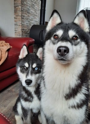 Étalon Siberian Husky - Arkouna Dream's Unity chear