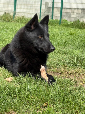 Étalon Schipperke - Sottise du Mas de Valaurine