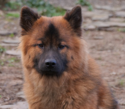 Étalon Eurasier - Vaishakhi De Play Of Fire